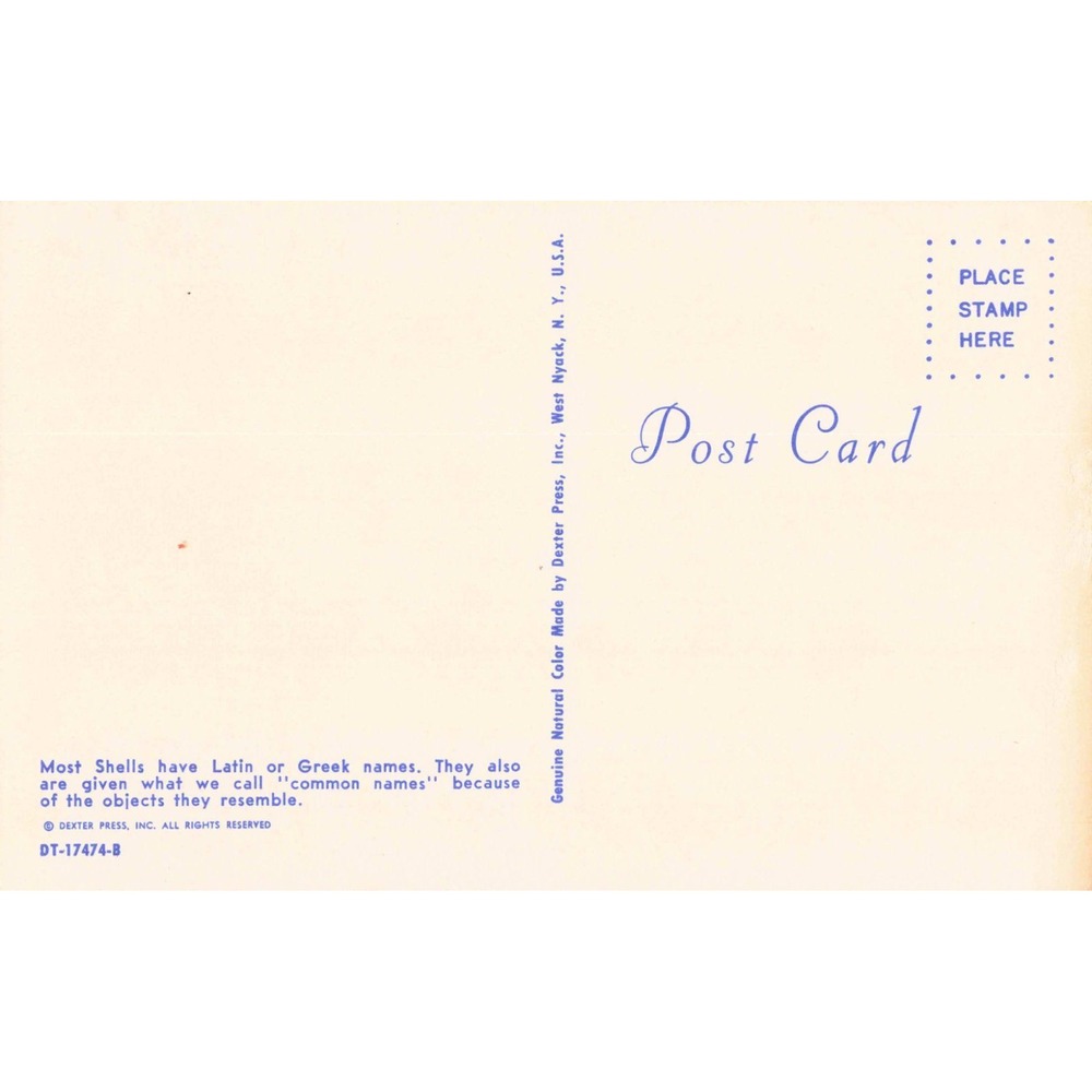 Vintage 1958 Dexter Press Shell Names Educational Chrome Postcard DT-17474-B - Picture 2 of 2
